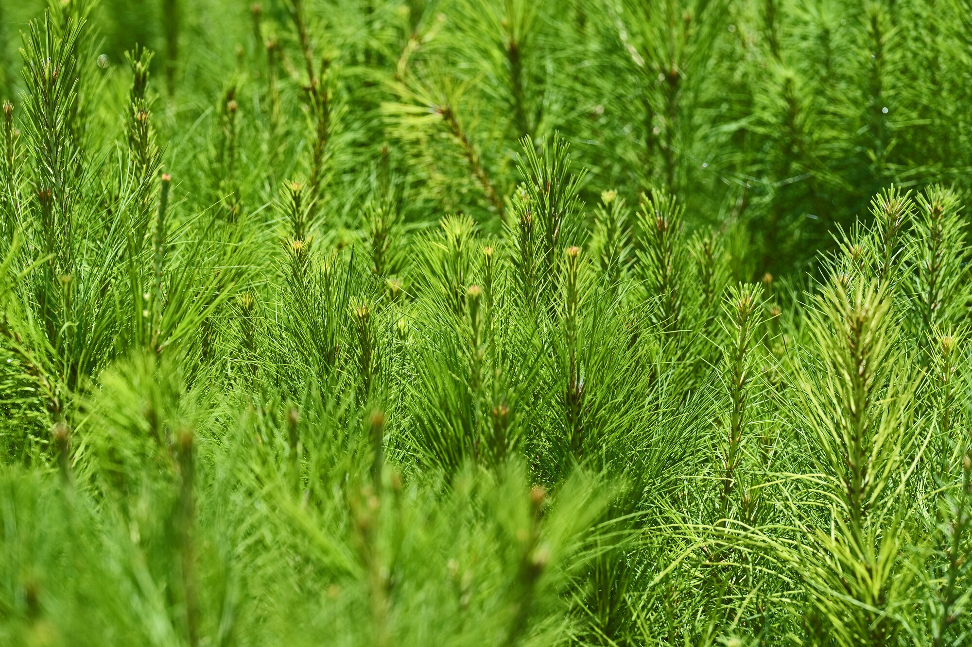 Sustainability at Mondi - sustainable forest management - seedlings