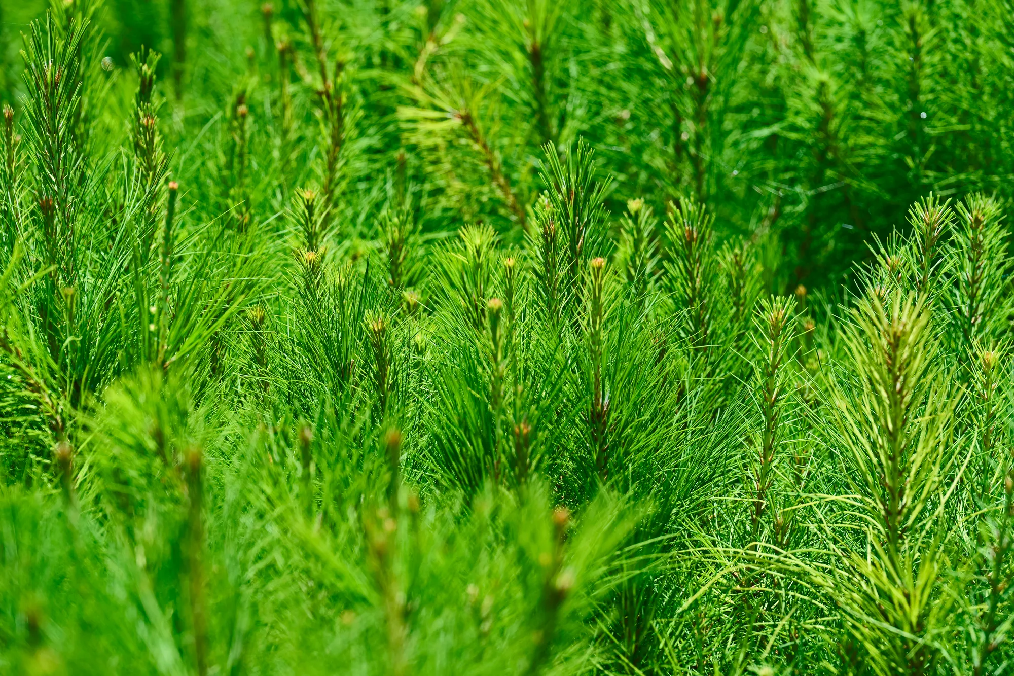 Sustainability at Mondi - sustainable forest management - seedlings