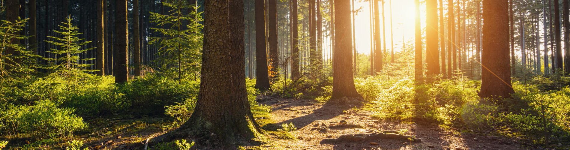 Sustainability at Mondi Uncoated Fine Paper - forest light 