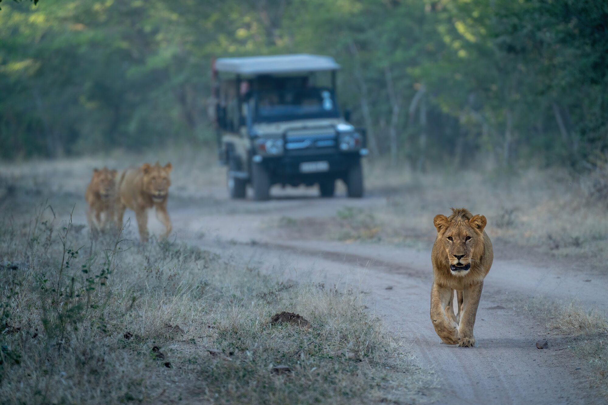 Lions walk along track away from vehicle