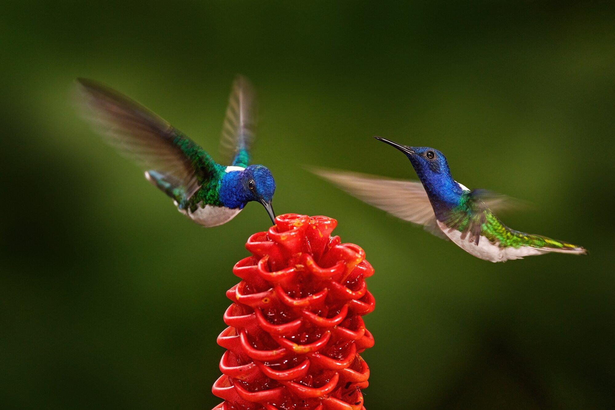 Tropic wildlife in Colombia. Hummingbird White-necked Jacobin, Florisuga mellivora, flying next to beautiful red flower heliconia with green forest in background. Blue head white green bird.