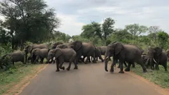 Wild elephants crossing at the Krueger National Park
