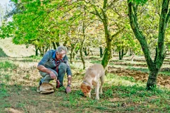 A man and a dog on a truffle farm looking for truffles