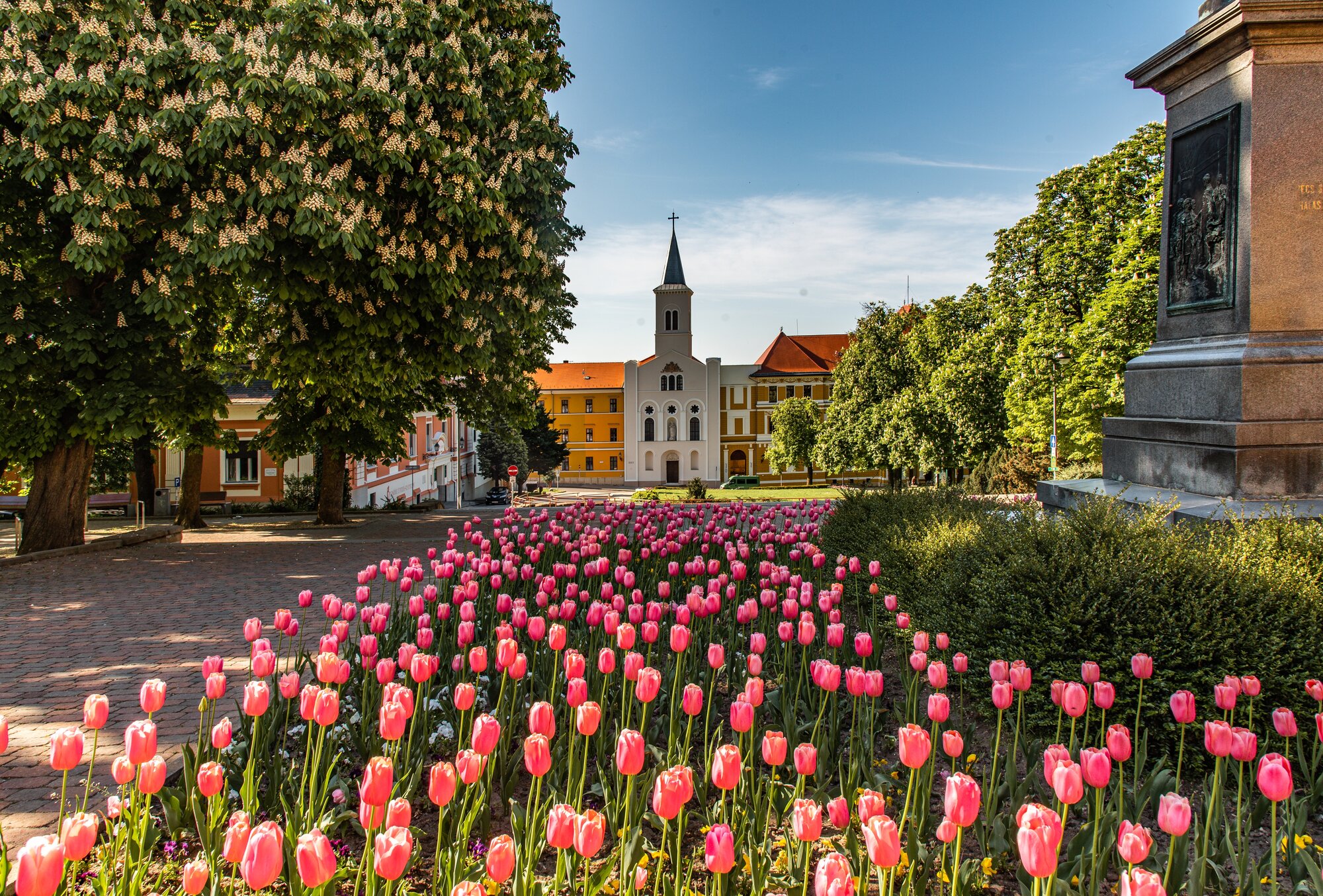 Tulip flower blooms at April in spring in Pécs city center, Hungary is beautiful