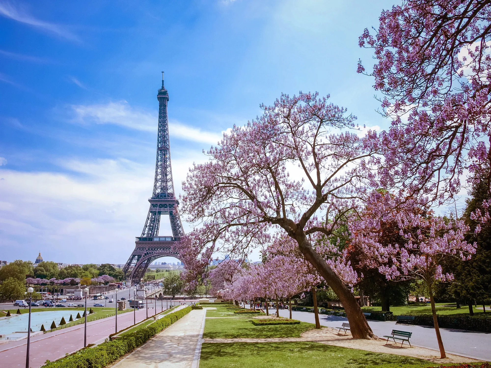 Eiffel Tower framed by blooming cherry trees along the Seine River in Paris, France