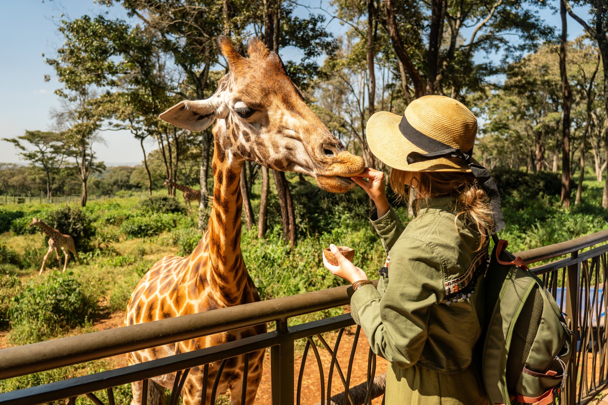 Close up head shot of a kordofan giraffe (giraffa camelopardalis antiquorum) being female hand fed by a woman tourist in a zoo