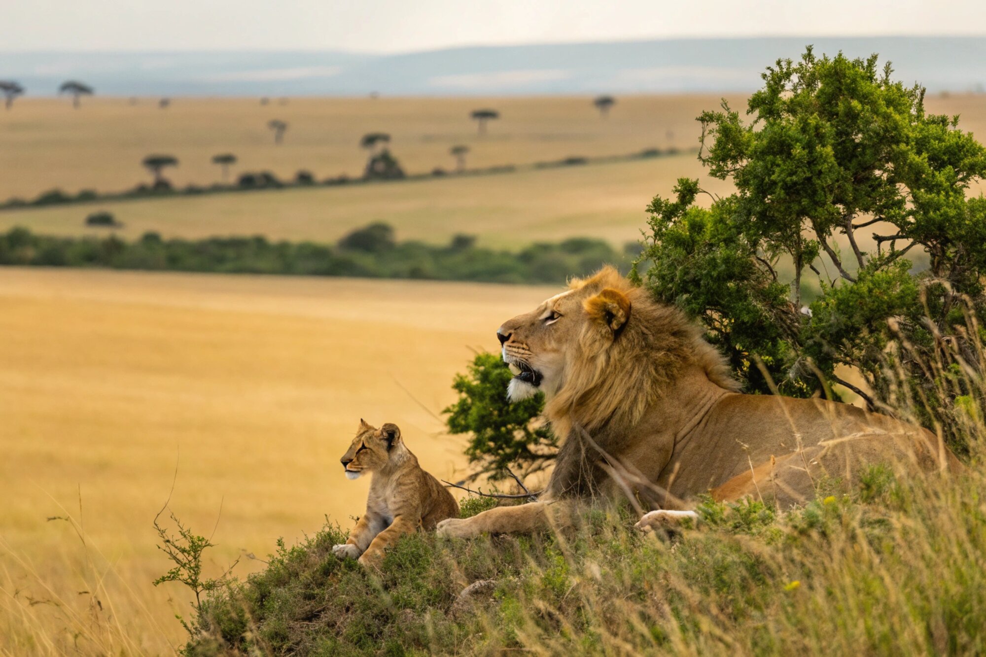 lion and cub Wildlife Animals Mammals at the savannah grassland wilderness hill shrubs great rift valley maasai mara national game Reserve park Narok County Kenya East Africa