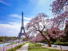 Eiffel Tower framed by blooming cherry trees along the Seine River in Paris, France