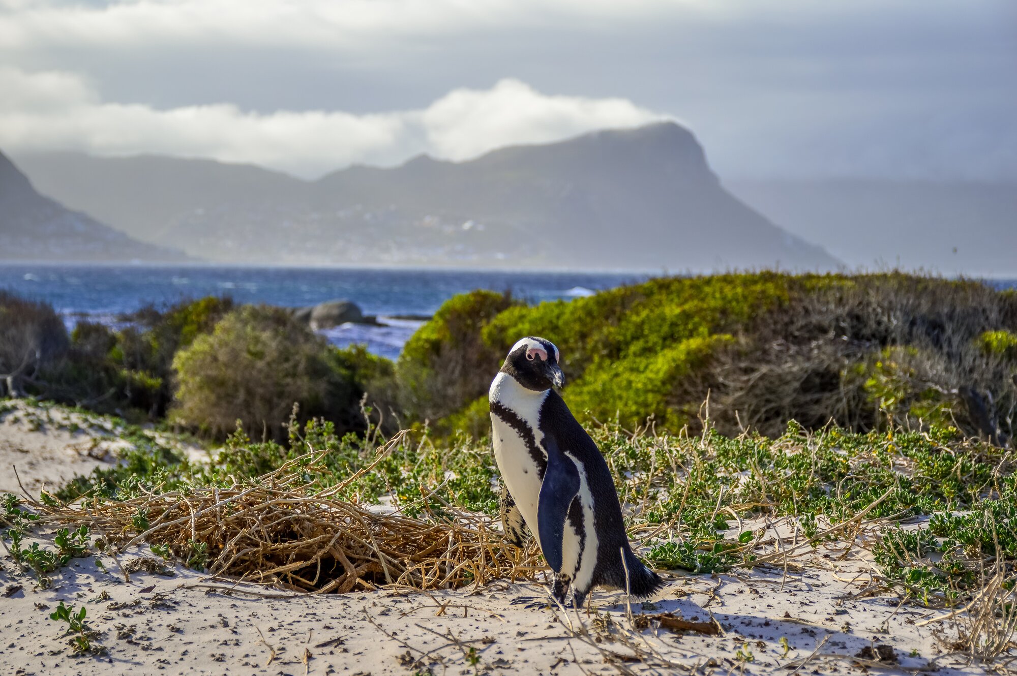An African cape penguin isolated on white sands of boulder's beach cape town South Africa