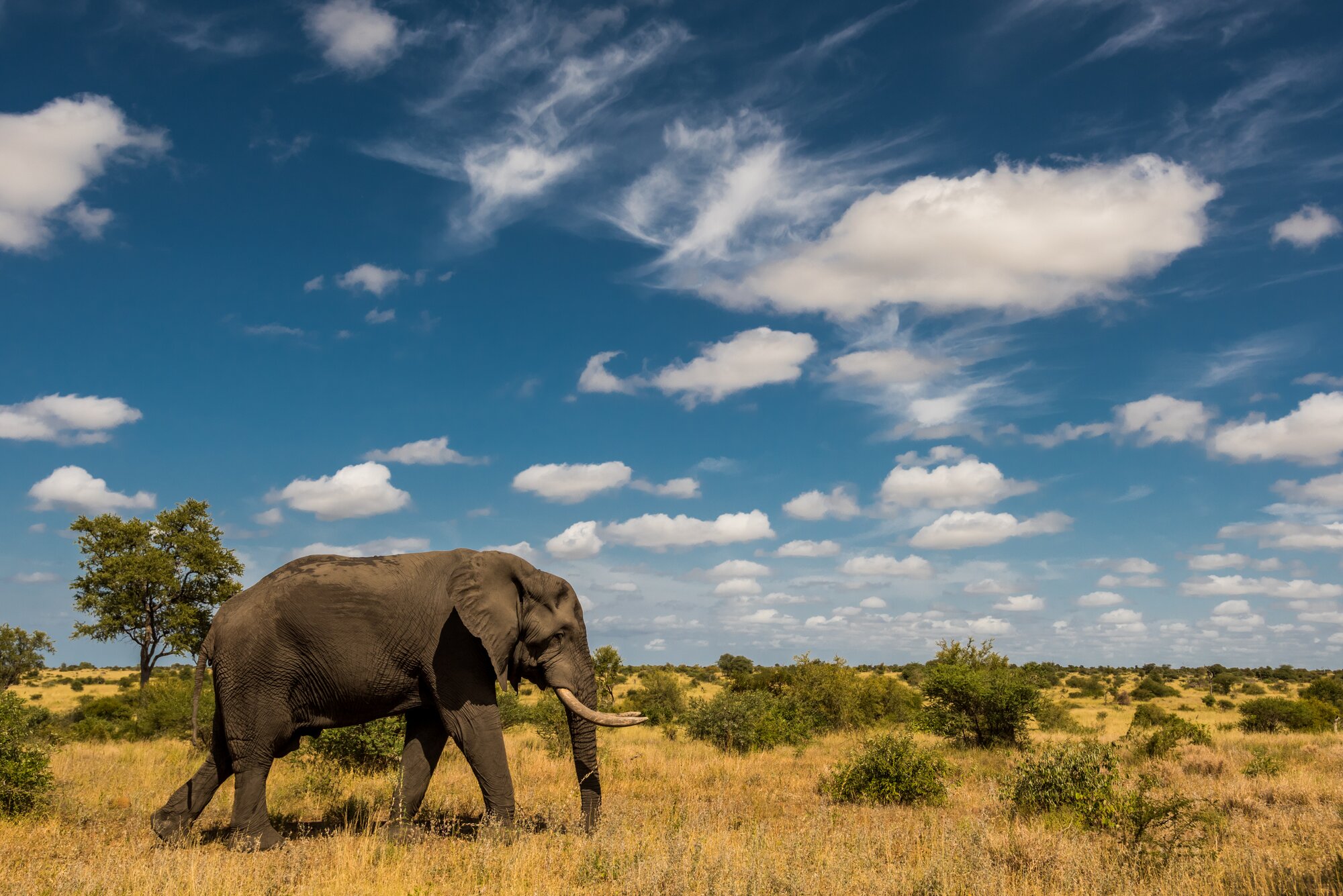 large elephant bull walking in the savannah with blue sky and puffy white clouds above.