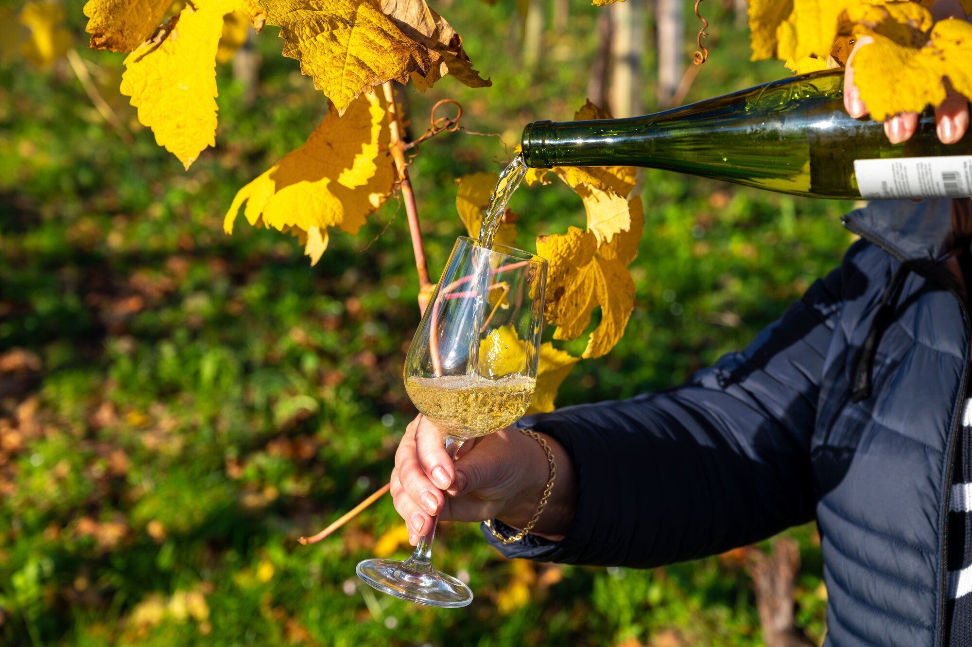 Pouring in glass of txakoli or chacolí slightly sparkling very dry white wine produced in Spanish Basque Country on vineyards in Getaria in autumn, Spain