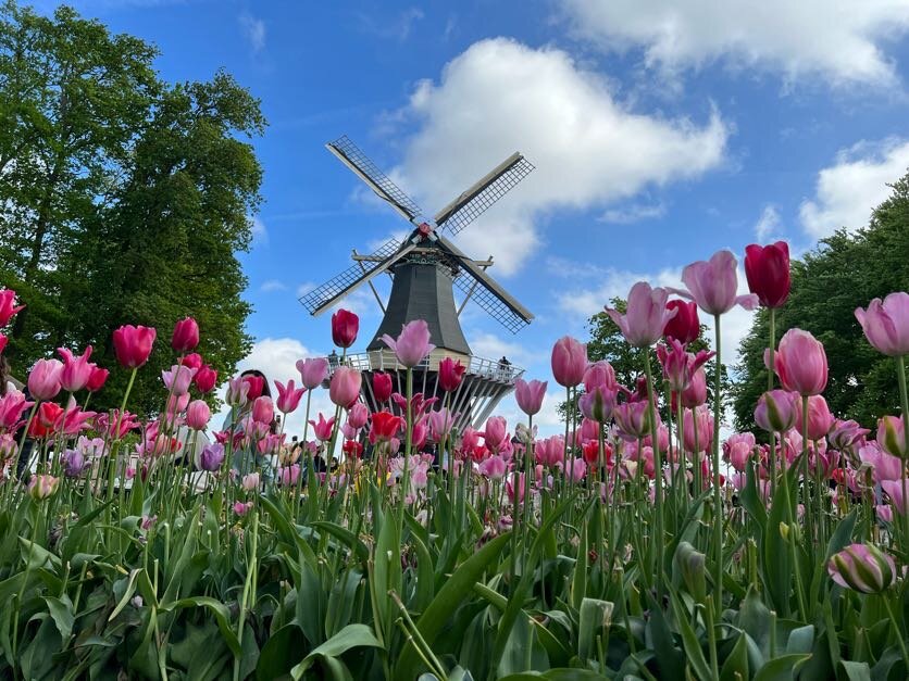 Tulips in the Netherlands with a windmill in the background