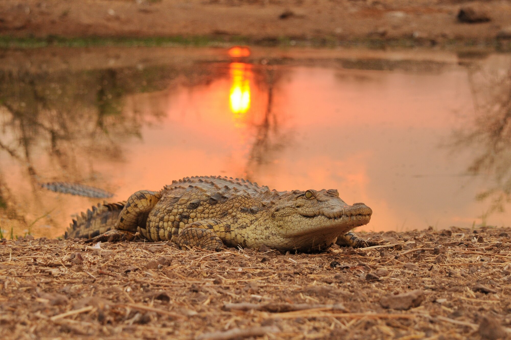 Nile Crocodile emerging on the bank of Zambezi River