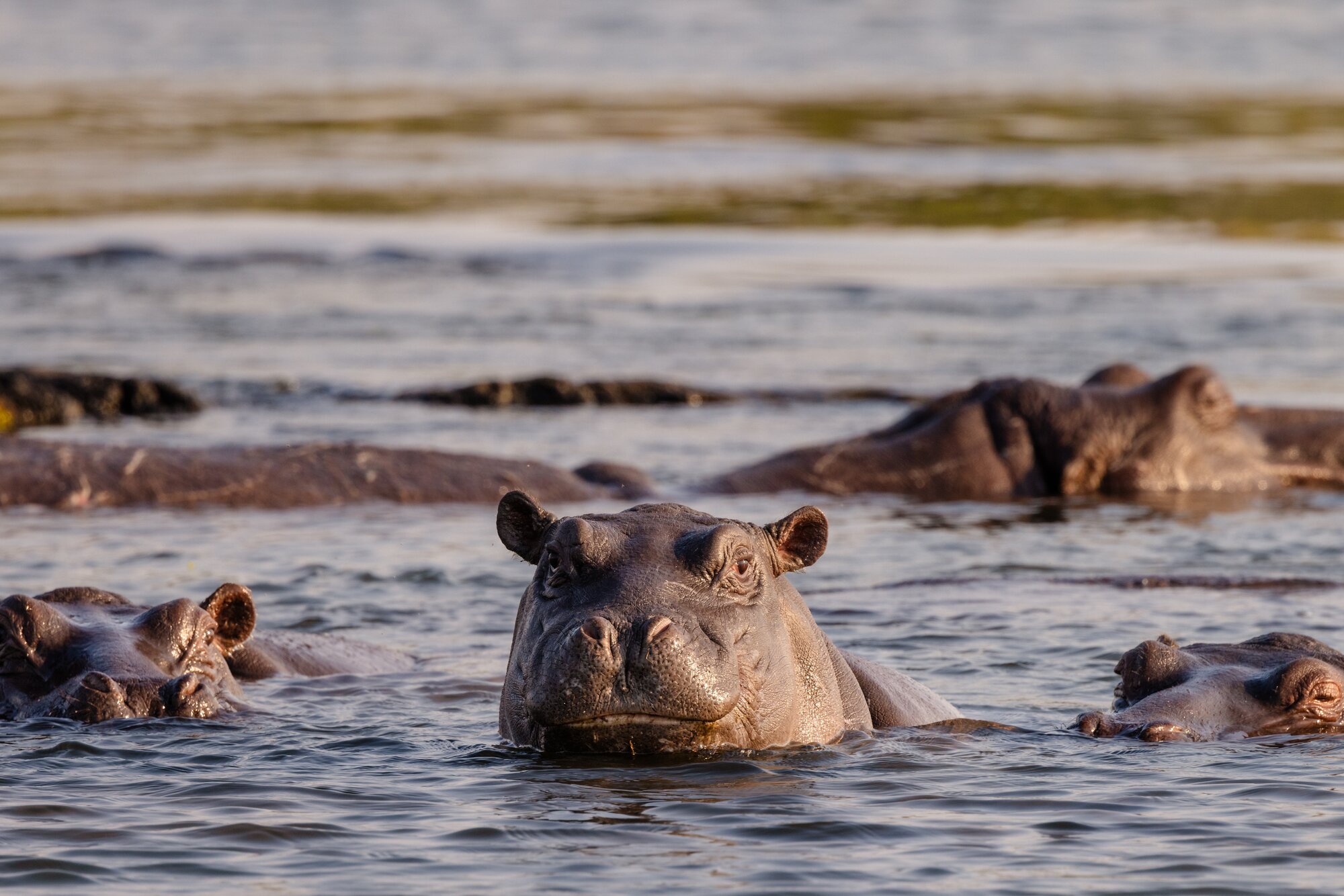 Group of Hippos swimming in the Zambezi River at Zambezi National Park in Zimbabwe