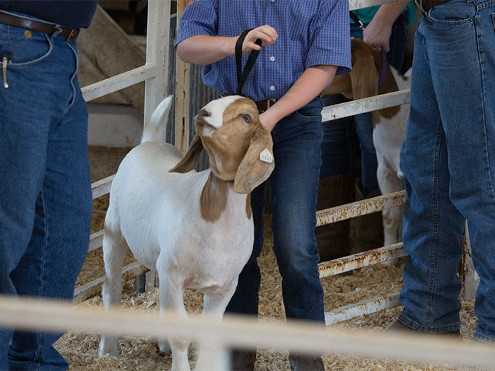 What Should You Have in Your Show Box