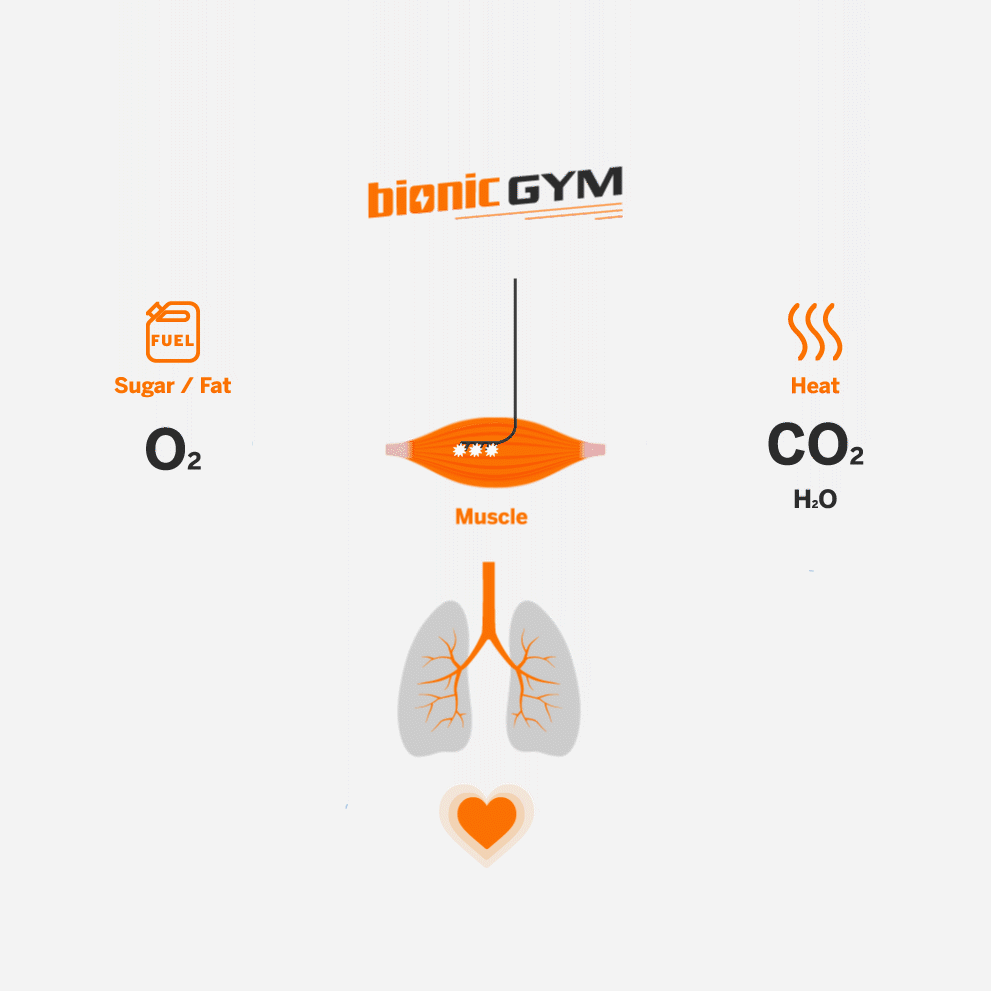 A diagram explaining how BionicGym stimulates the muscles, causing them to cry out for energy and and oxygen, causing the heart to pump faster and lungs to work harder.
