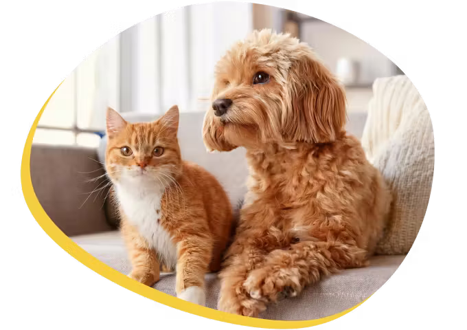 A cat and a dog sitting calmly together on a couch.