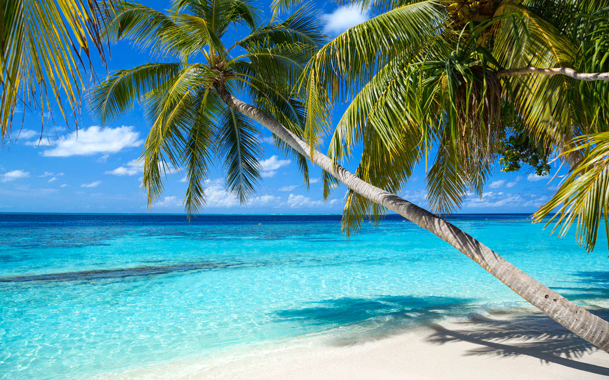 The Caribbean