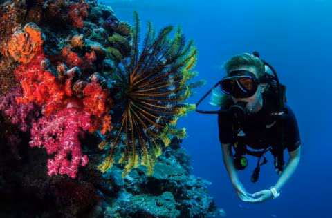 Diving Expeditions