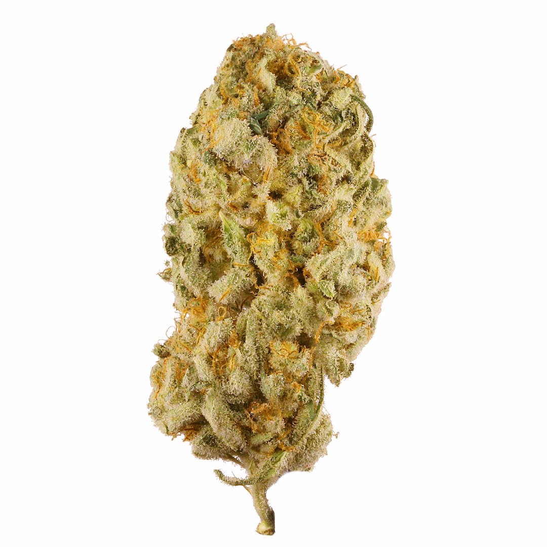 jack-herer
