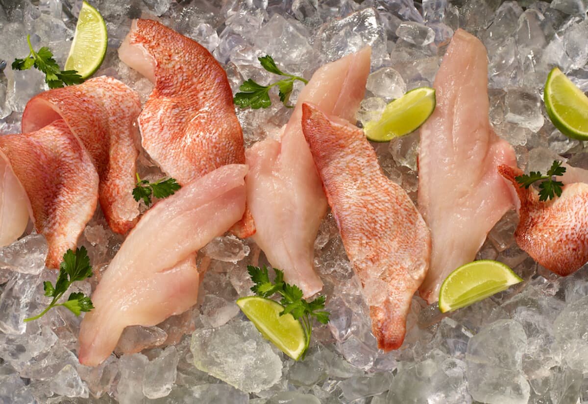 Acadian redfish fillets on ice with lime slices