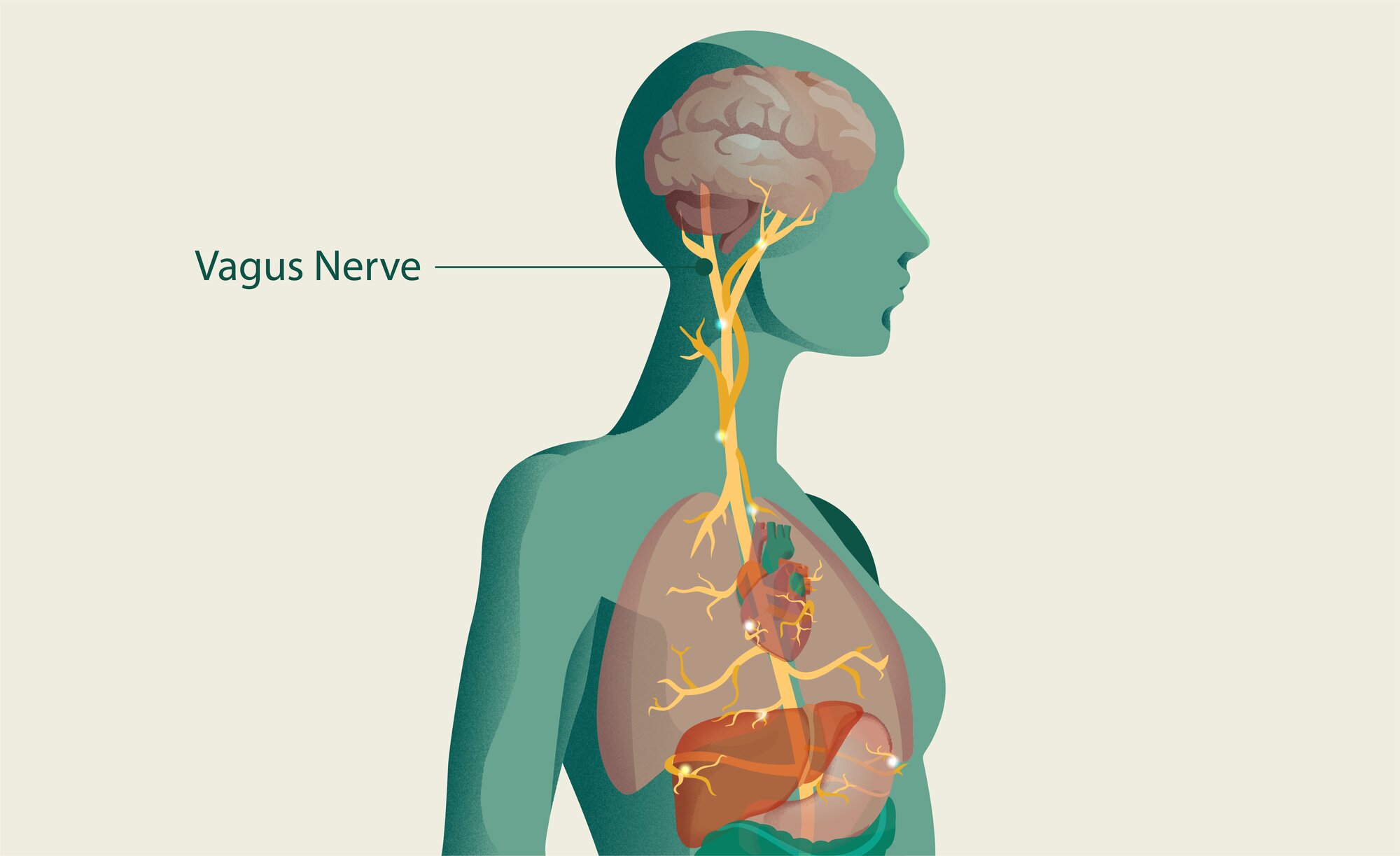 Vagus Nerve Diagram