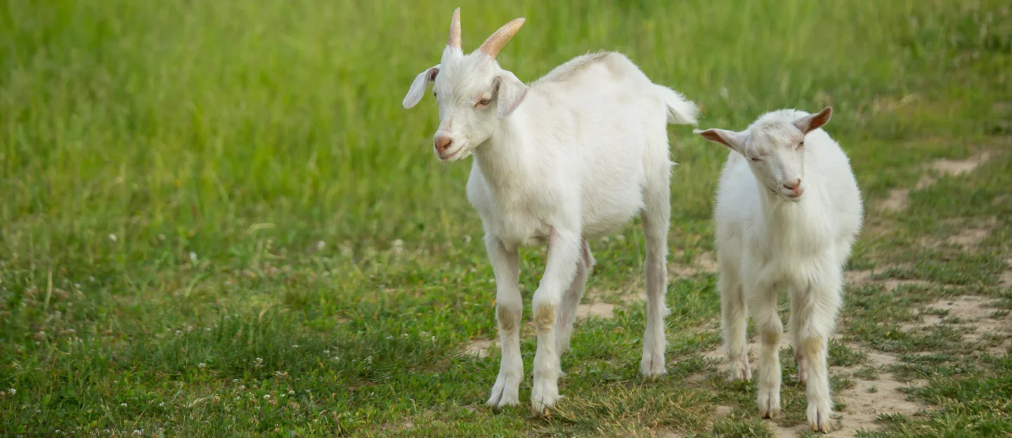 Goats