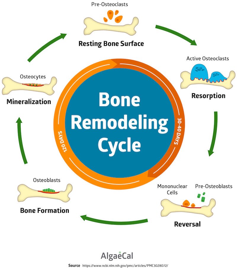 Bone Modeling Cycle