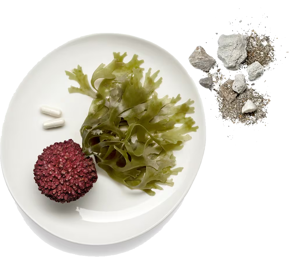 Red algae- the AlgaeCal raw ingredient on a plate next to some rocks symbolizing traditional calcium