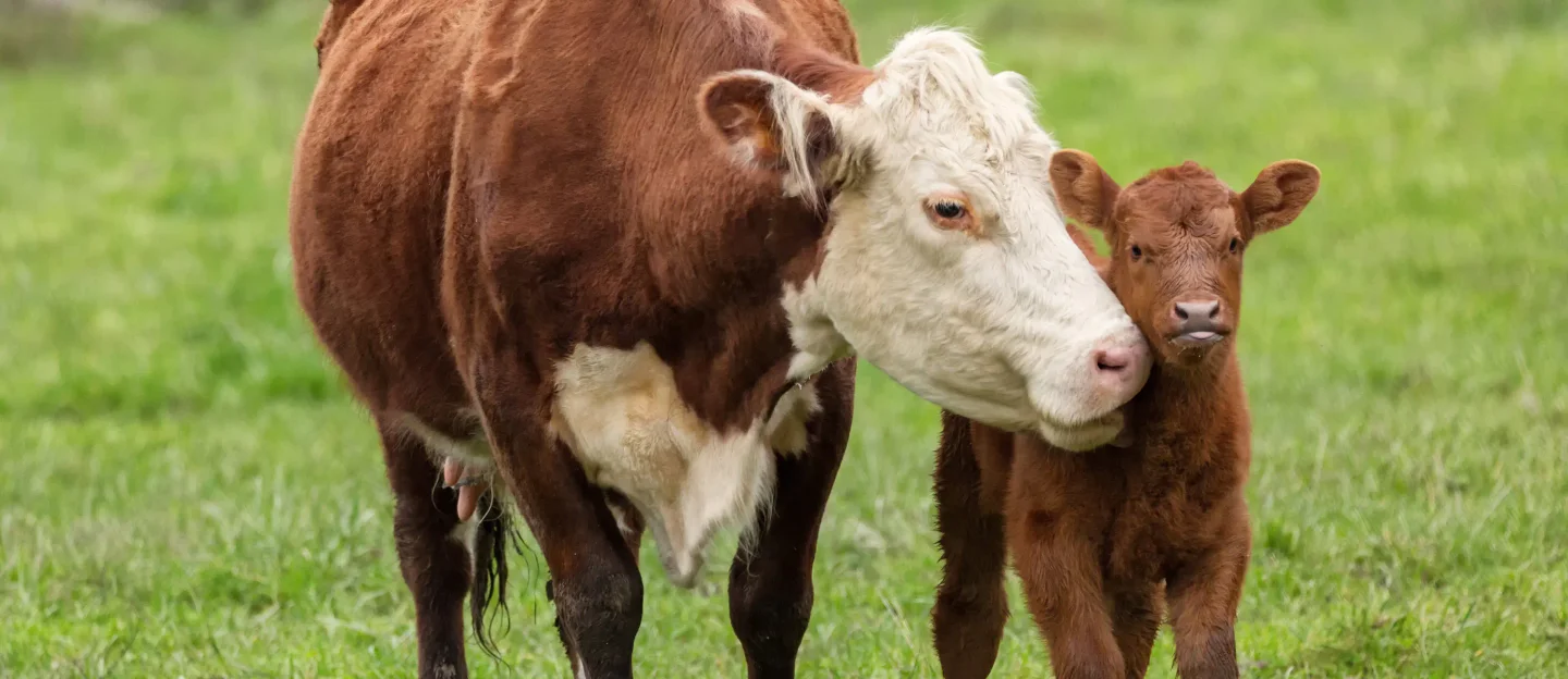 Cows