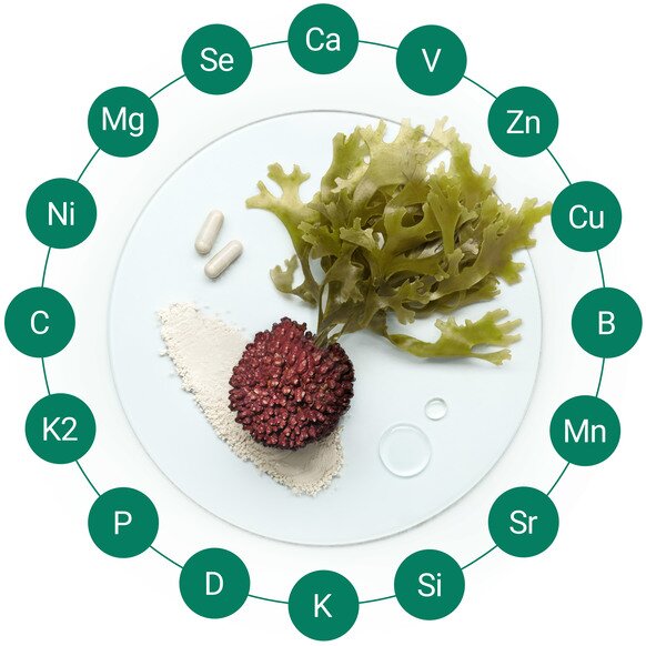 An image featuring algae and 2 supplement capsules centered within a circular border of sixteen green icons representing vitamins and minerals like Calcium, Magnesium, Vitamin K2 and Vitamin D.