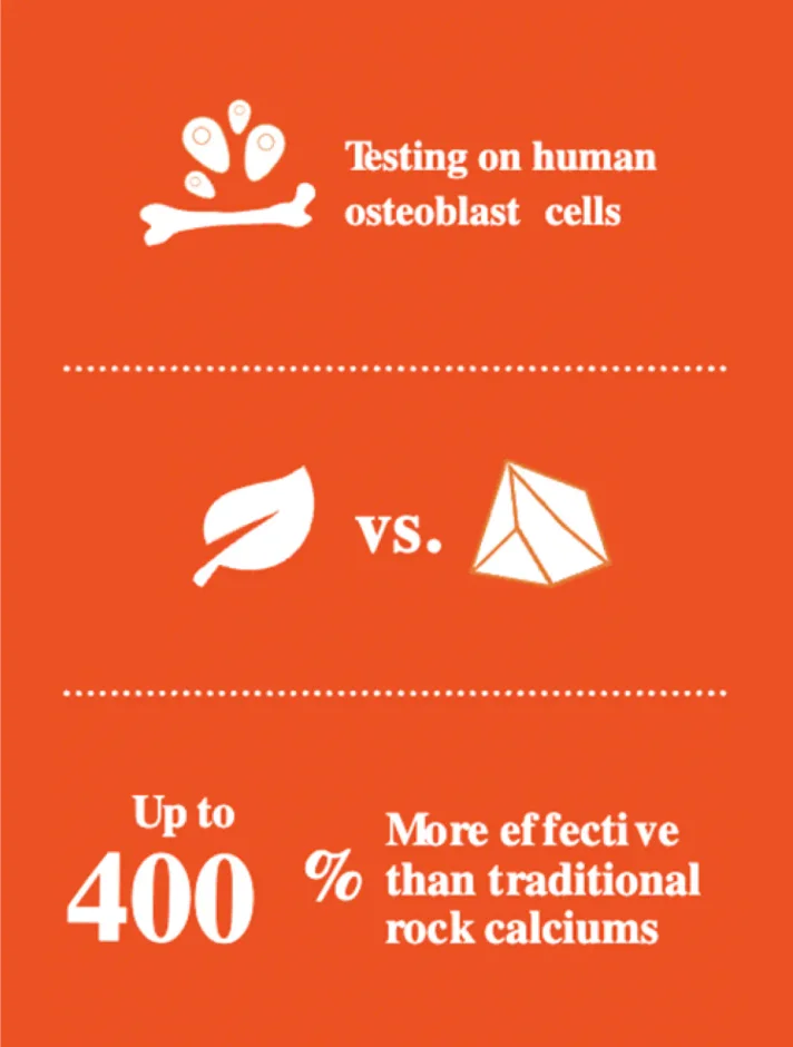 Infographic: testing on human osteoblast cells, Algaecal is up to 400% more effective than traditional rock calciums