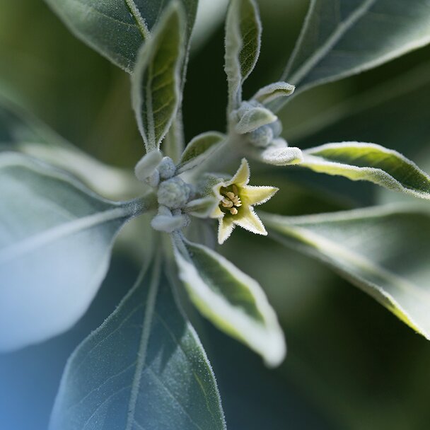 Ashwagandha plant