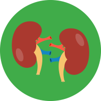 Kidney