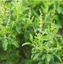 Holy Basil (Tulsi)