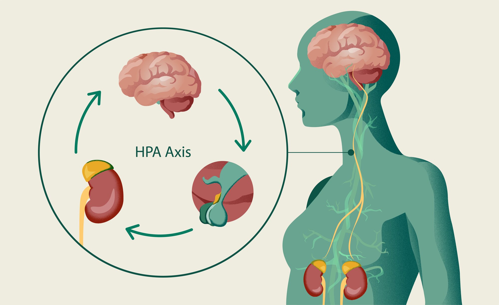 HPA Axis Diagram