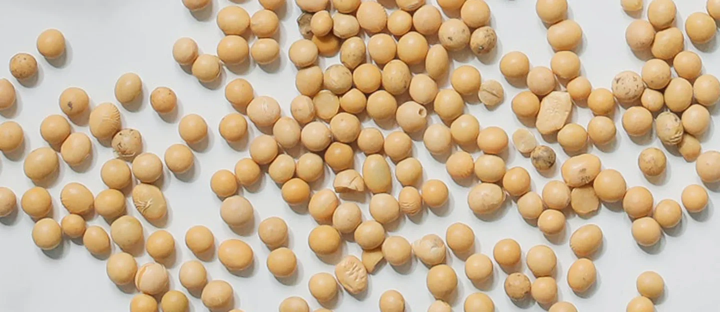 Soybeans