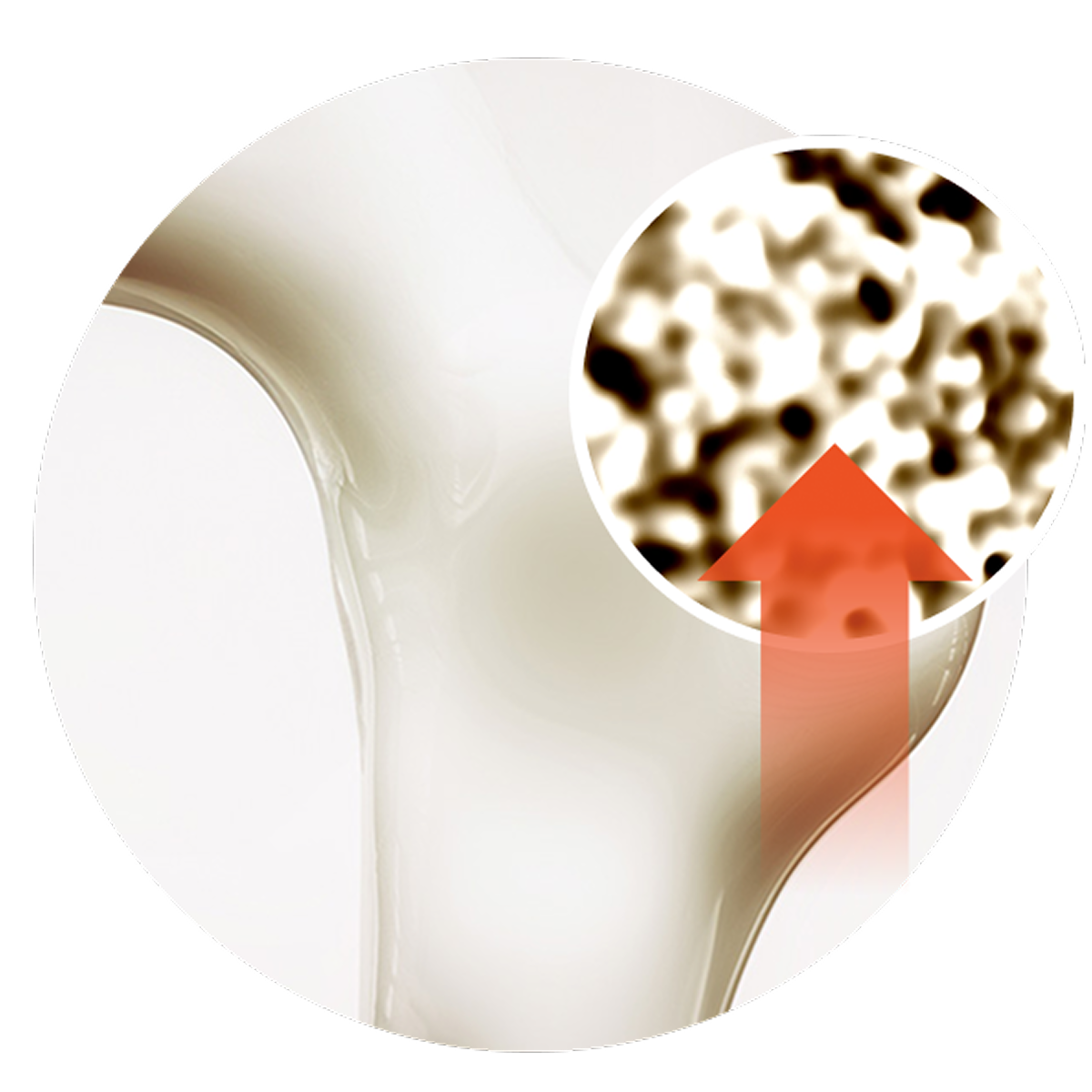 An arrow points toward a magnified section of a bone, showing its porous structure and an arrow pointing up illustrating the potential for the product to improve bone density.