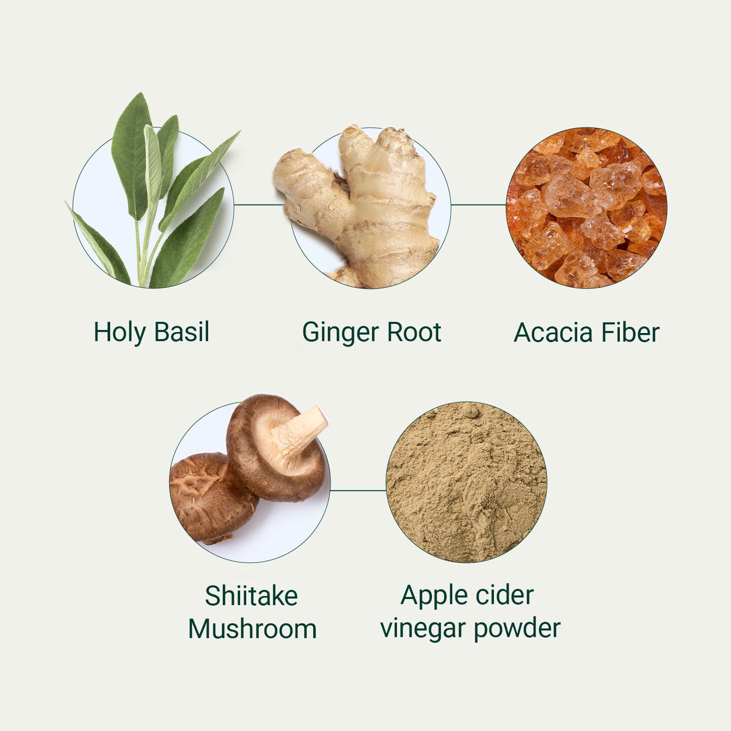 Holy Basil, Ginger Root, Acacia fiber, Shiitake Mushroom, Apple cider vinegar powder