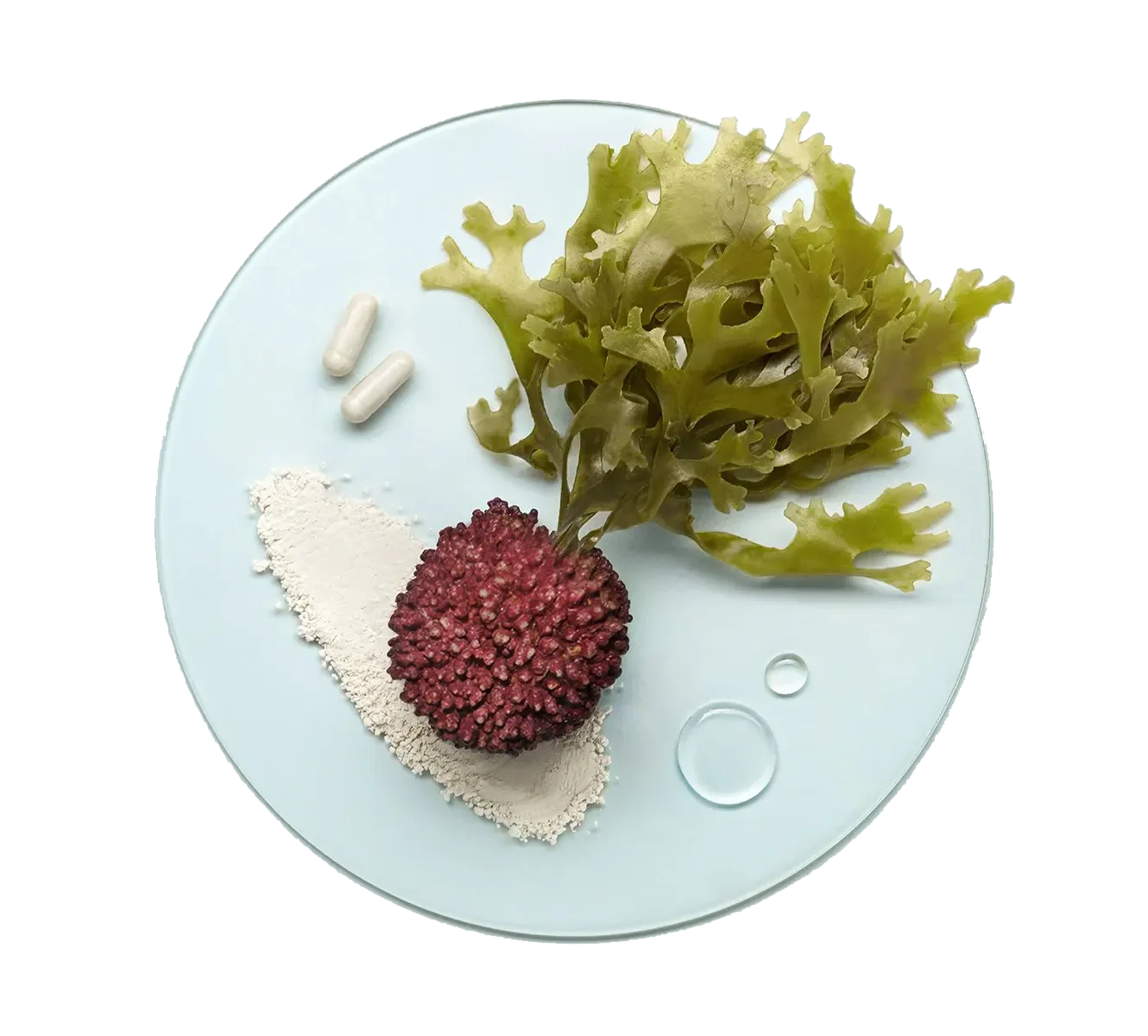 AlgaeCal raw ingredient, red algae