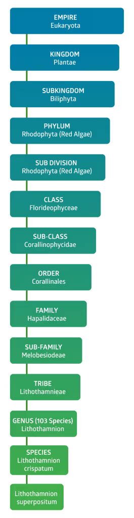 Algae classification chart