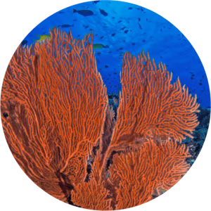 Order – Corallinales (Coralline algae) also known as (Algas calcareas)