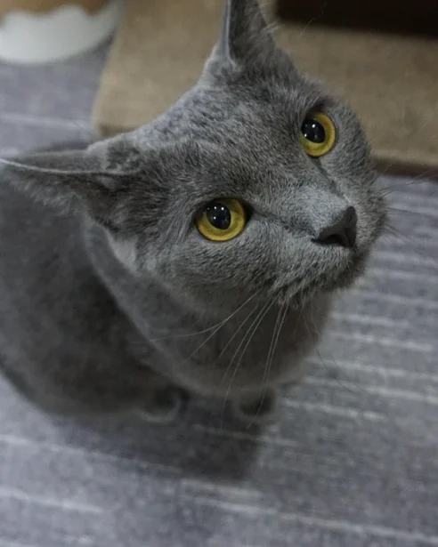 Russian Blue sitting next to toy ball, looking up at camera