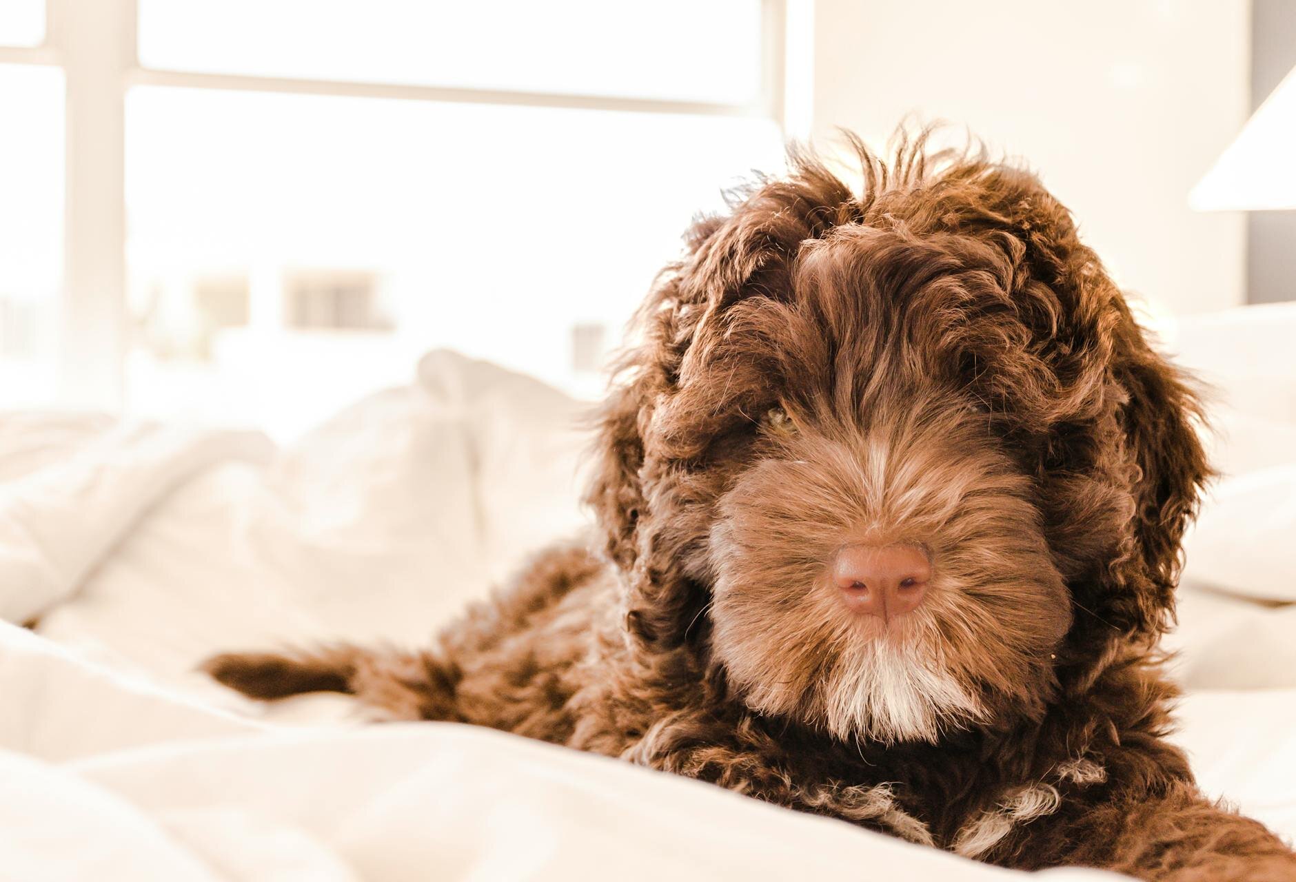 brown oodle puppy on bed