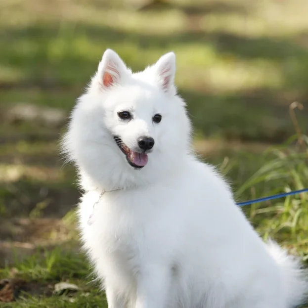 japanese spitz in park