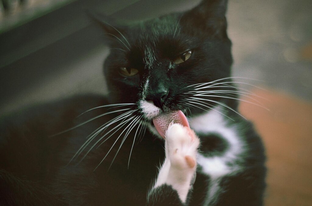 black and white cat licking their paw