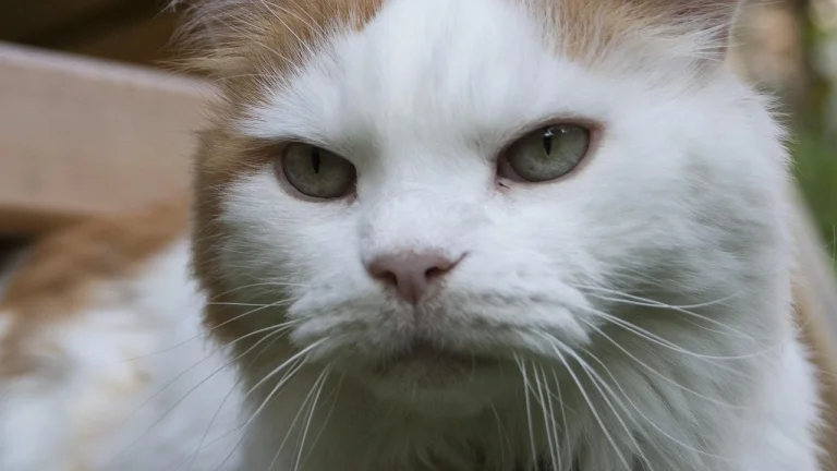close up of turkish van cat