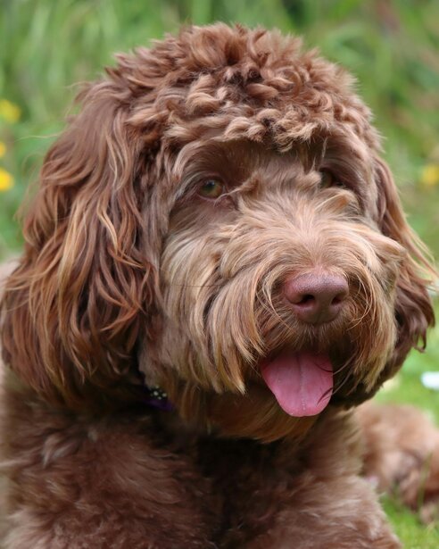 chocolate spoodle lying on grass panting