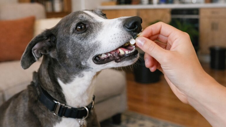 greyhound taking tablet