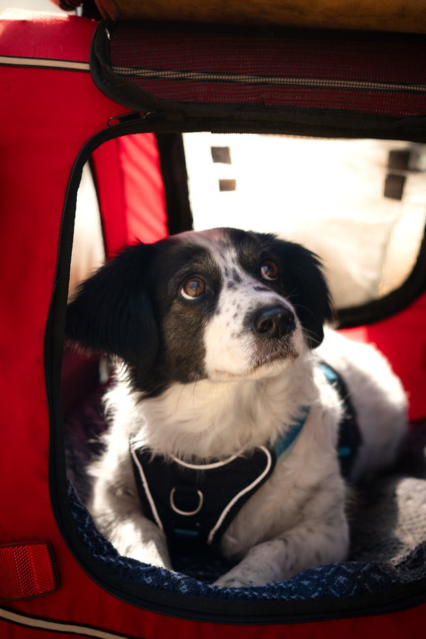 dog in red carrier